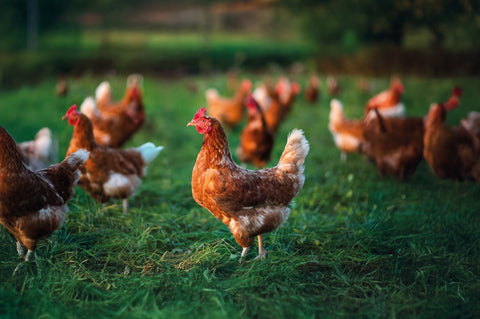 Comment bien accueillir de nouvelles poules dans votre poulailler ?